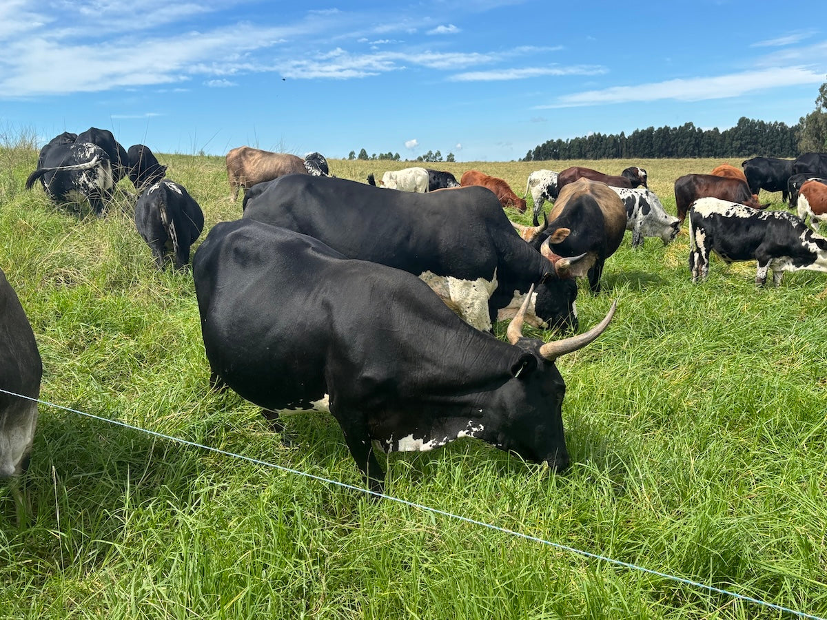 Cows grazing in a green field with a clear blue sky
