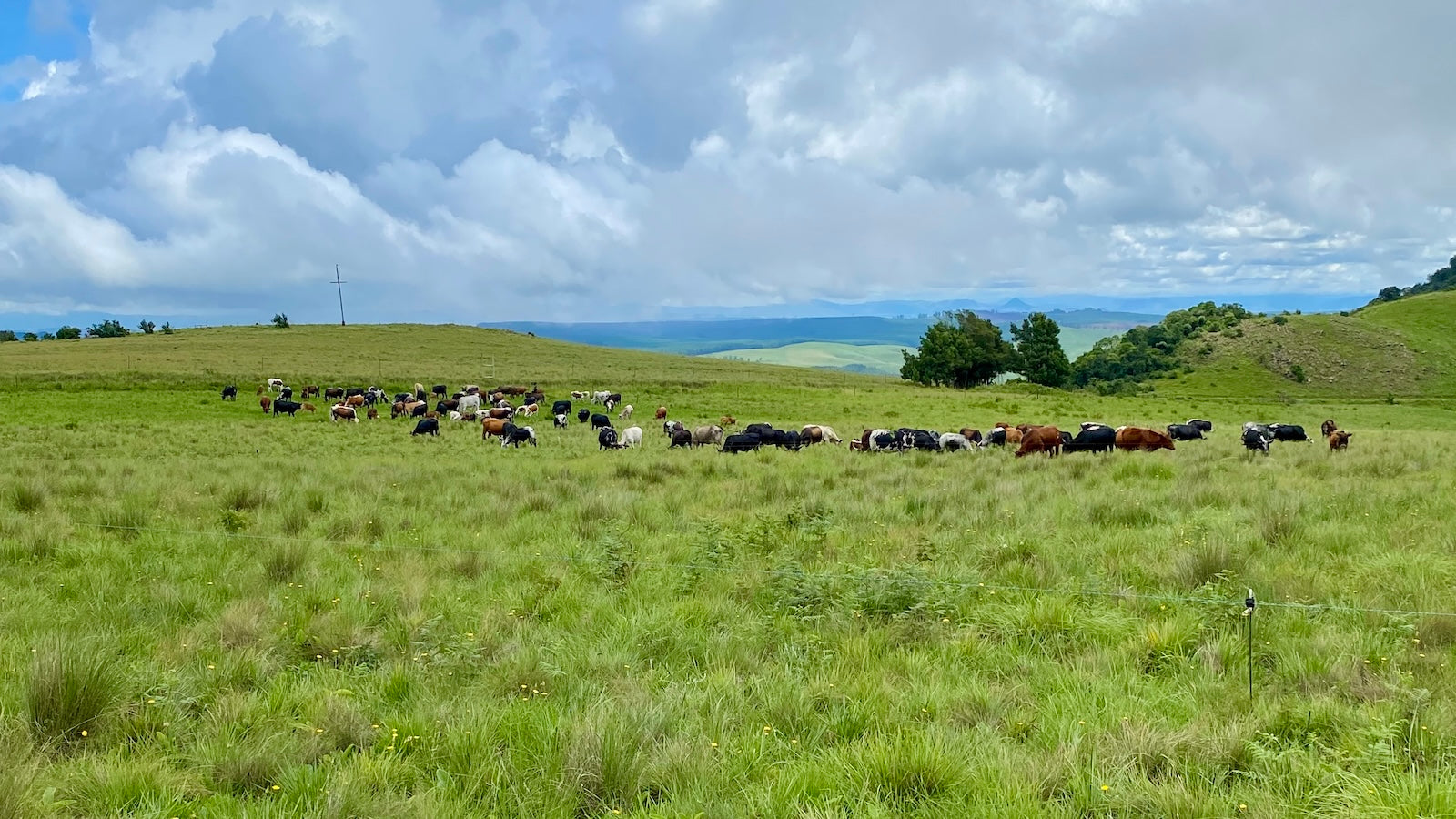 Cattle grazing in a green field with a cloudy sky