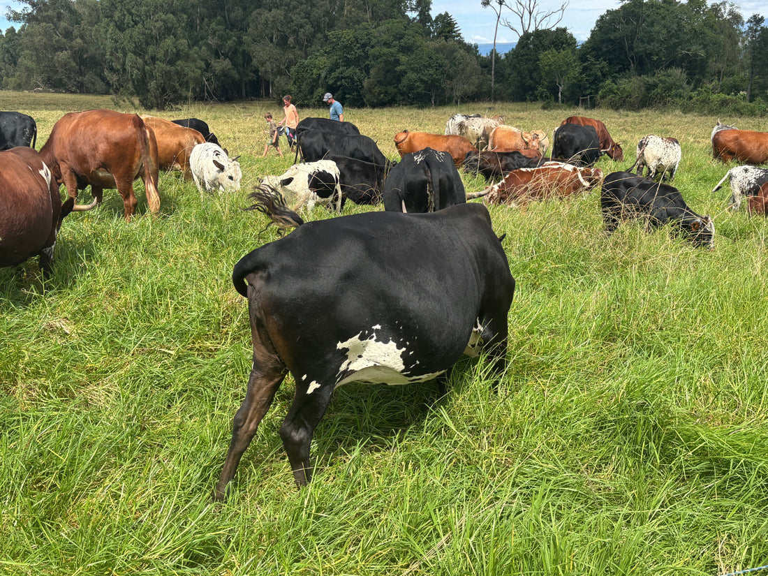 The farming team checking on the beef herd out in the pasture.