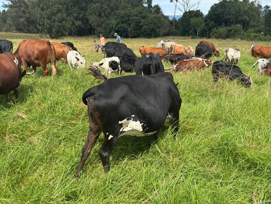 The farming team checking on the beef herd out in the pasture.