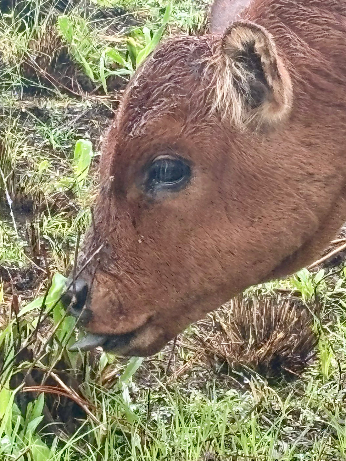 Grass-Fed vs Grain-Fed Beef: Understanding the Difference for Your Health